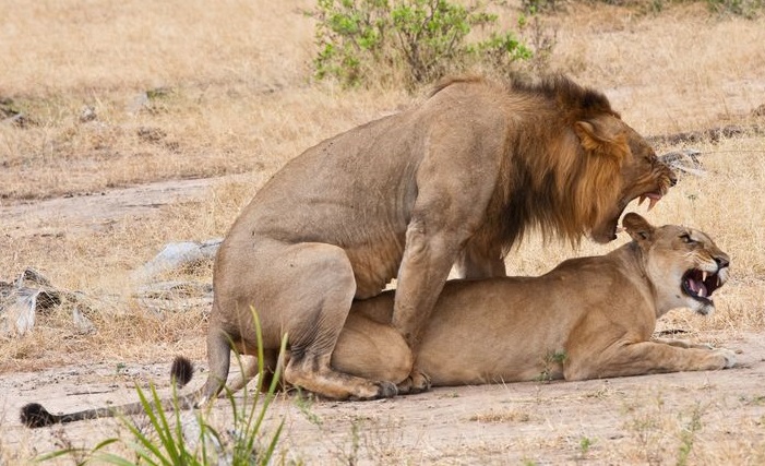 lion sexualité animaux