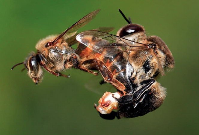 sexualité reine des abeilles