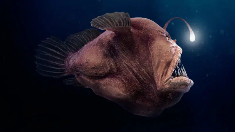 Sexualité poisson-pêcheur
