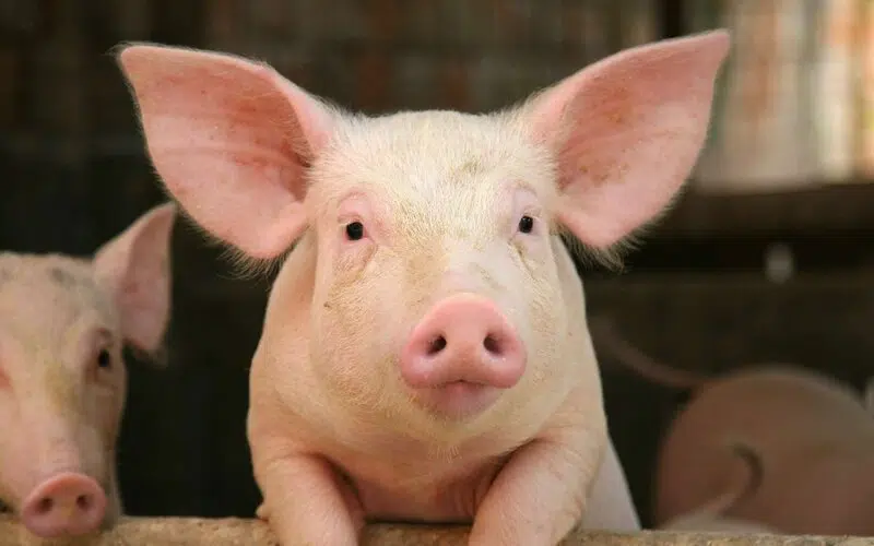 Sexualité animal cochon
