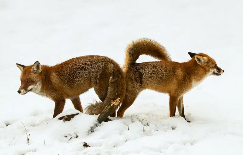 Sexualité animal renard